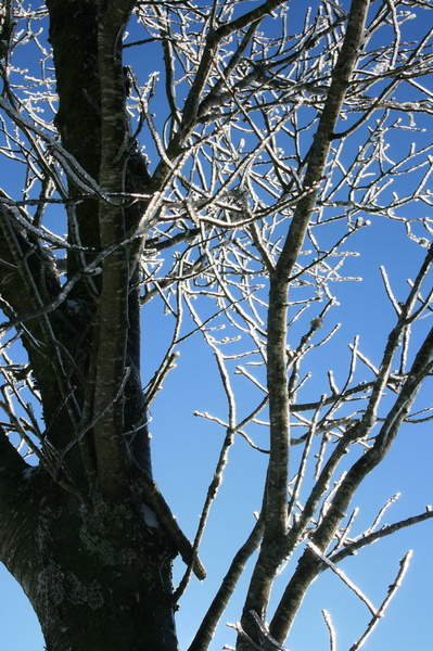 lachaux-2010-12-51.jpg