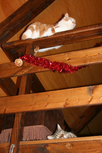 lachaux-2010-12-59.jpg