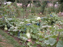 cathares 18-08-2005 11-28-21 w