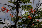 Colibri