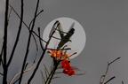 Colibri
