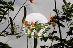 Colibri