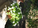 villeneuve-les-avignon34