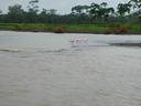 Flamands roses