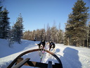 Chiens de traineaux