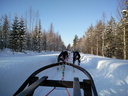 Chiens de traineaux