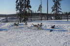 Chiens de traineaux