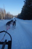 Chiens de traineaux