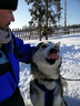 Chiens de traineaux