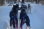 Chiens de traineaux