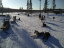 Chiens de traineaux