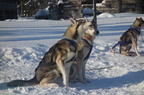 Chiens de traineaux