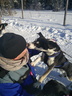 Chiens de traineaux