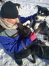 Chiens de traineaux
