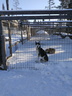 Chiens de traineaux