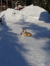 Chiens de traineaux