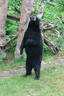 Oswald's Bear Ranch