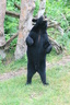 Oswald's Bear Ranch