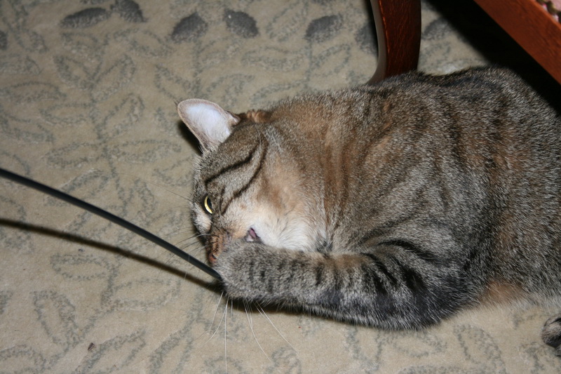 lachaux-2010-12-67.jpg