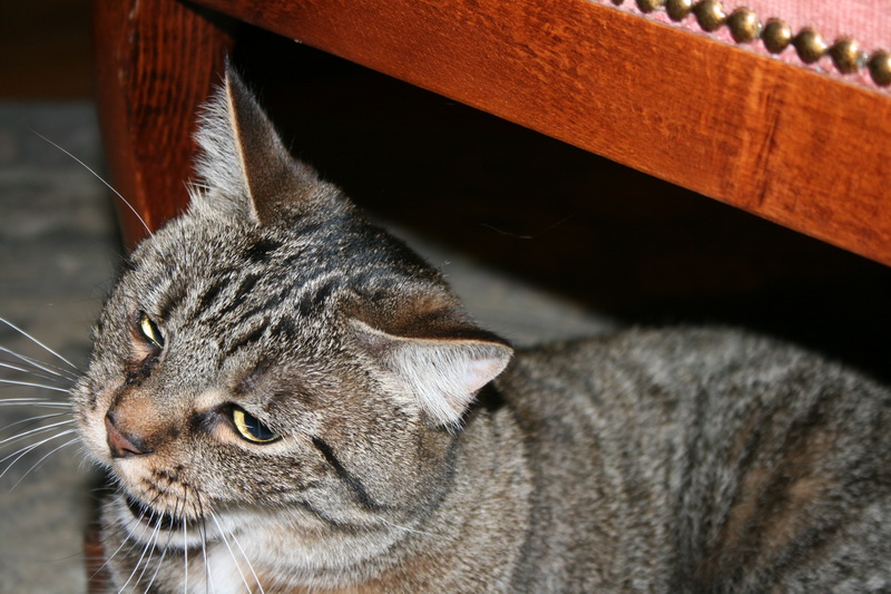 lachaux-2010-12-69.jpg