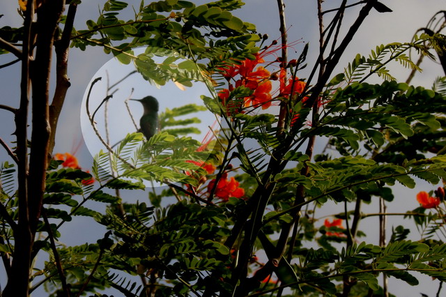 guadeloupe625.jpg