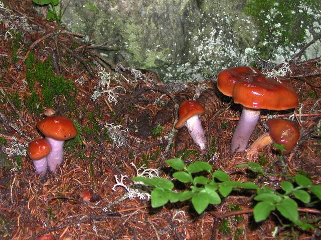 autriche2002wiegenseechampignons18.jpg