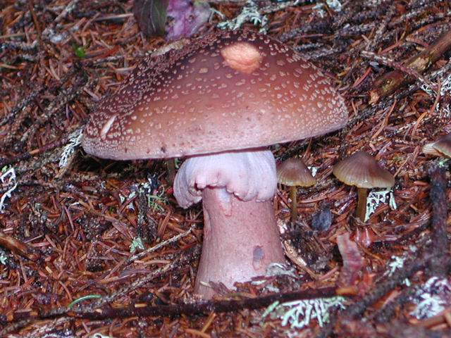 autriche2002wiegenseechampignons19.jpg