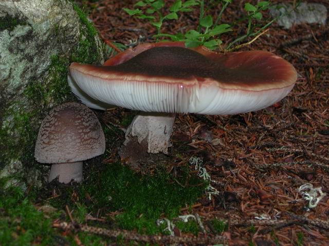 autriche2002wiegenseechampignons22.jpg