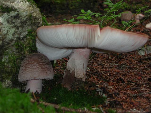 autriche2002wiegenseechampignons23.jpg