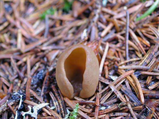 autriche2002wiegenseechampignons24.jpg