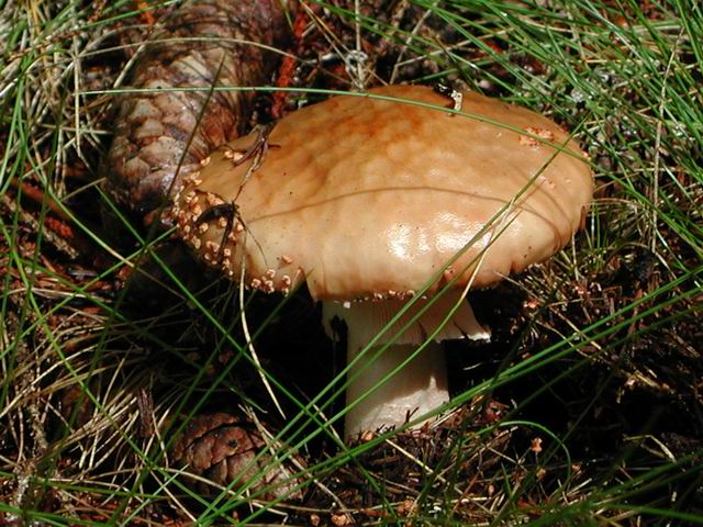 autriche2002wiegenseechampignons30.jpg