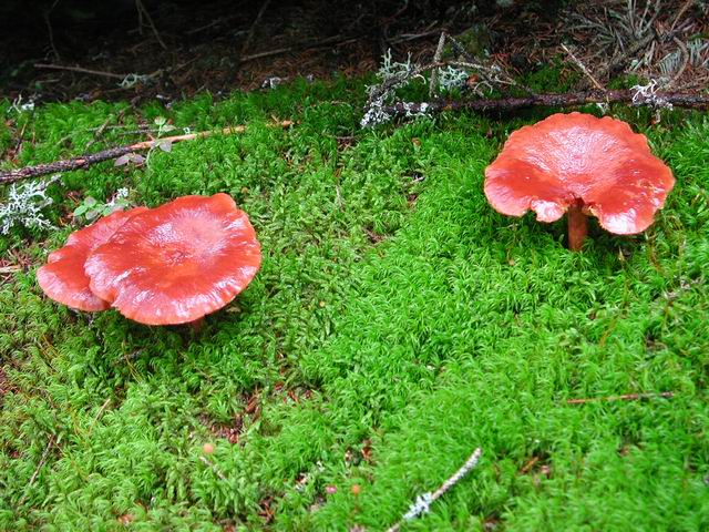 autriche2002wiegenseechampignons33.jpg