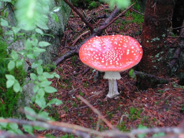 autriche2002wiegenseechampignons35.jpg