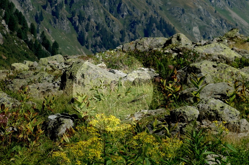 austria_2019-08-30-09-53-56.jpg