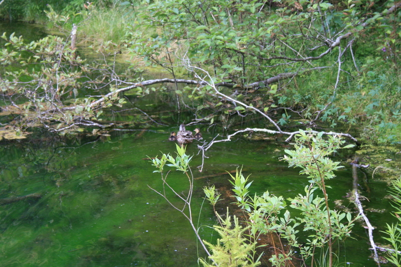 manistique_2011-07-17_19-09-41.jpg