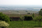 Vignes