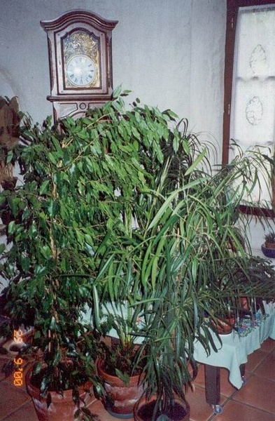 fleurs003.jpg