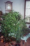 fleurs003