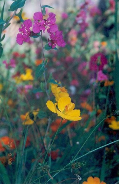 fleurs004.jpg