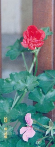 fleurs005.jpg