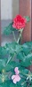 fleurs005