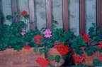 fleurs006