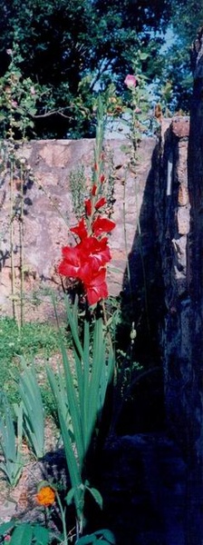 fleurs007.jpg