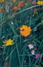 fleurs008