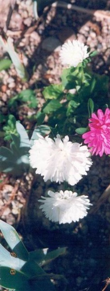 fleurs009.jpg