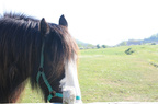 Cheval
