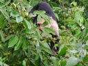 honey moon whiler kaly 226