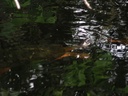 Tortue
