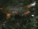 Tortue