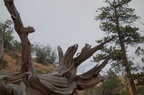 Parc national de Bryce Canyon